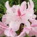 Rhododendron 'furnivall's daughter', Rhododendron