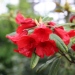 Rhododendron