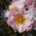 Rosa 'Clair Matin' ®