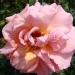 Rosa 'Astrée'