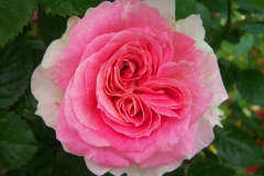 Rosa 'Cesar'®