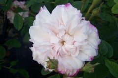 Rose 'enchantment', Rosier, Rose, Rosier 'enchantment'