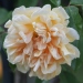 Rosa 'William Allen Richardson'