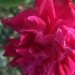 Rosier 'alice hamilton', Rose 'alice hamilton', Rosier, Rose