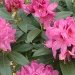 Rhododendron, Rhododendron 'anah kruschke'