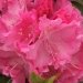 Rhododendron 'germania', Rhododendron