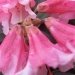 Rhododendron 'wee bee', Rhododendron