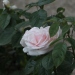 Rosa 'Prince Jardinier'®