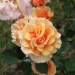 Rosa 'Paco Rabanne'®