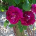 Rosa 'Amadis'.Rose ancienne Boursault