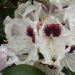 Rhododendron 'sappho', Rhododendron