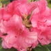 Rhododendron yak. 'sweet sue', Rhododendron