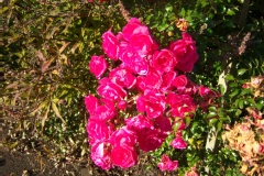 Rosa 'Emera Pavement'