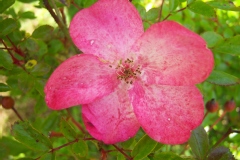 Rosa 'Rush' ®