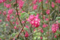 Groseillier à fleurs