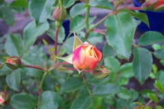 Rosa 'Calizia'®