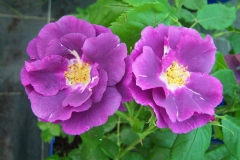 Rosa 'Rhapsody in Blue'