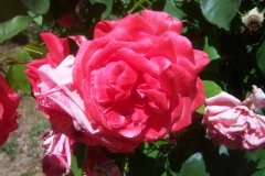 Rosier 'edith de martinelli', Rose 'edith de martinelli', Rosier, Rose