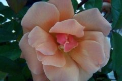 Rose 'emma wright', Rosier 'emma wright', Rosier, Rose