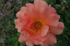 Rose 'florentia', Rosier, Rosier 'florentia', Rose