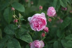 Rosier 'duchesse d'angouleme', Rosier, Rose, Rose 'duchesse d'angouleme'