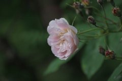 Rose 'treasure trove', Rosier 'treasure trove', Rosier, Rose