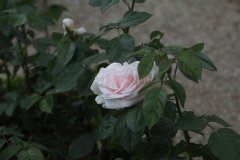 Rose 'prince jardinier', Rosier, Rose