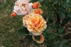 Rose 'paco rabanne', Rosier, Rose