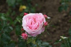 Rose 'jean piat', Rosier, Rosier 'jean piat', Rose