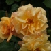 Rosa 'Autumn Sunset' ®