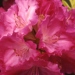 Rhododendron 'Germania'