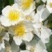 Rose 'aimes rambler', Rosier, Rosier 'aimes rambler', Rose