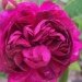 Rose 'alice vena', Rosier, Rose, Rosier 'alice vena'