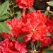 Rhododendron 'jean marie de montague', Rhododendron