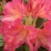 Rhododendron, Rhododendron 'golden gate'