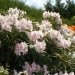 Rhododendron 'mrs charles e. pearson', Rhododendron