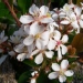 Rhaphiolepis X delacourii 'Blanc'