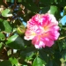 Rosa 'Gerbe Rose'