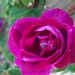 Rosa 'Amadis'.Rose ancienne Boursault