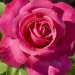 Rosa 'Caprice de Meilland'®