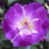 Rosa 'Veilchenblau'.Rose ancienne Liane