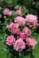 Rose 'philippe collignon', Rosier 'philippe collignon'