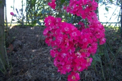 Rosa 'Red Ballerina' ®