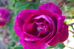 Photo de Rosa 'Amadis'.Rose ancienne Boursault