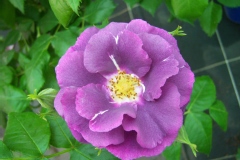 Rosa 'Rhapsody in Blue'