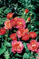 Rosier, Rosier 'naxos', Rose, Rose 'naxos'