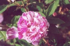 Rosier 'perle des panachèes', Rose 'perle des panachèes'