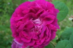 Rose 'william lobb', Rosier, Rosier 'william lobb', Rose