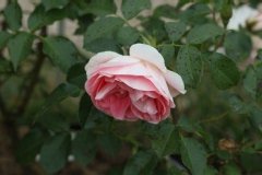 Rose 'jet set', Rosier, Rose, Rosier 'jet set'