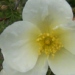 Rose 'albert edwards', Rosier 'albert edwards', Rosier, Rose